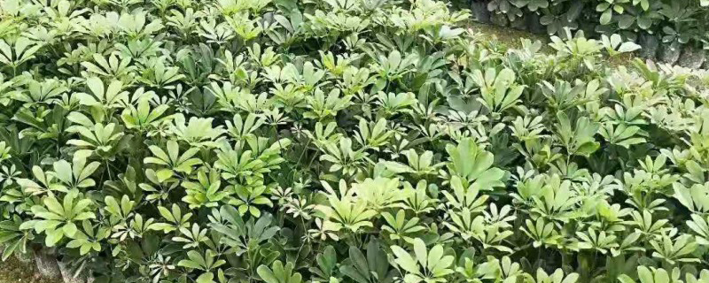 适合室内养的盆栽植物有哪些