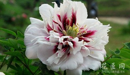 紫斑牡丹的种植要点
