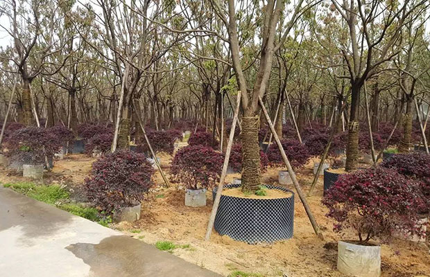 花木行业进入品牌时代，未来你准备怎么做？