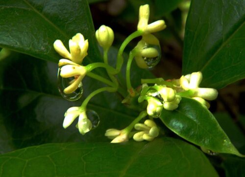 四季桂花期是什么时候