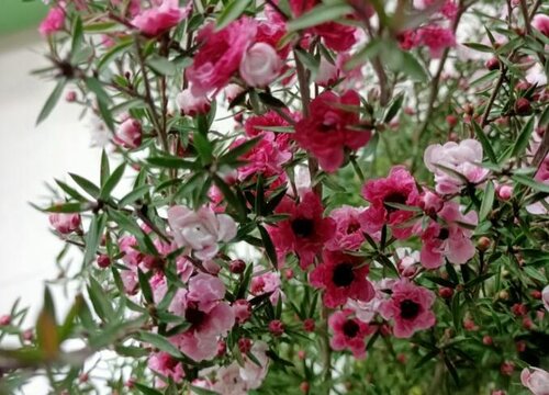 松红梅花期是什么时候