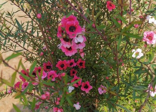 松红梅一年开几次花