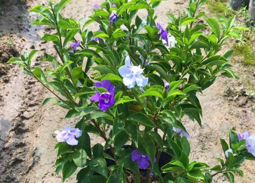 双色茉莉花期是什么时候