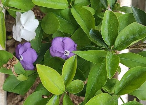 双色茉莉耐寒吗