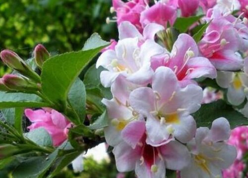 锦带花期是什么时候