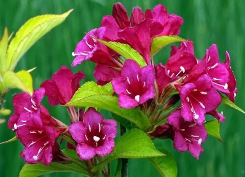 锦带花一年开几次花