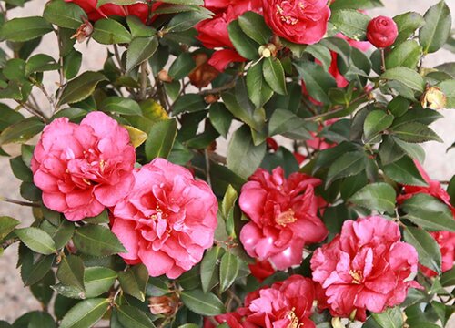 茶梅和茶花哪个好养