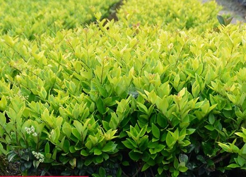 金叶女贞是草本还是木本植物