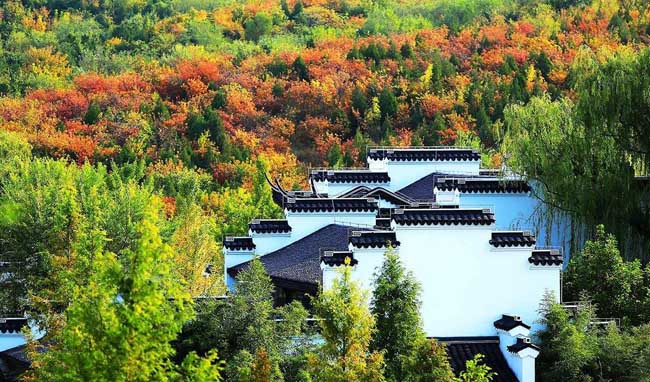 农村种植彩叶苗木不愁销路.jpg