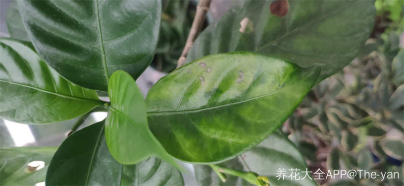 狗牙花的叶子总是这样，请问这是病了还是缺什么