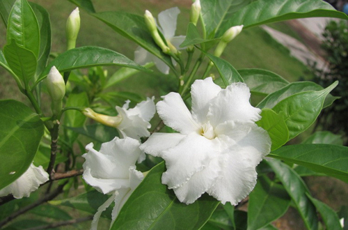 狗牙花叶子黄了怎么办（图）