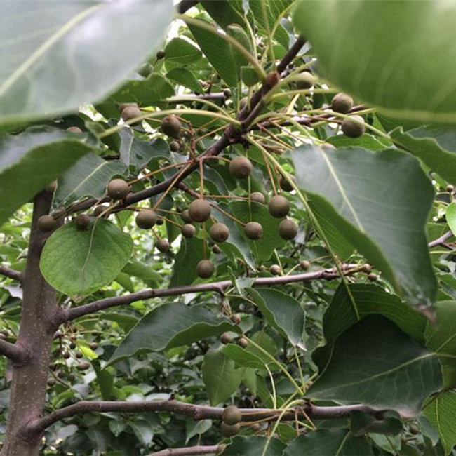 彩叶豆梨果实.jpg