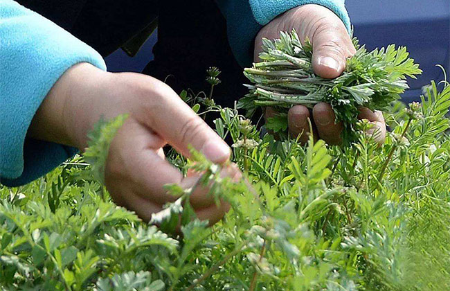 现在农村种植什么不愁销路?农村最有潜力种植项目