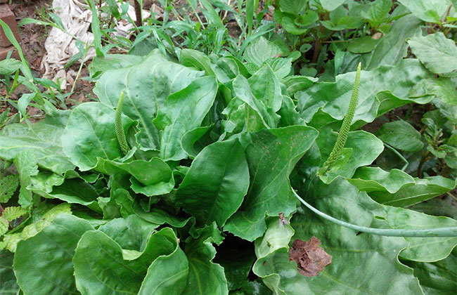 现在农村种植什么不愁销路?农村最有潜力种植项目