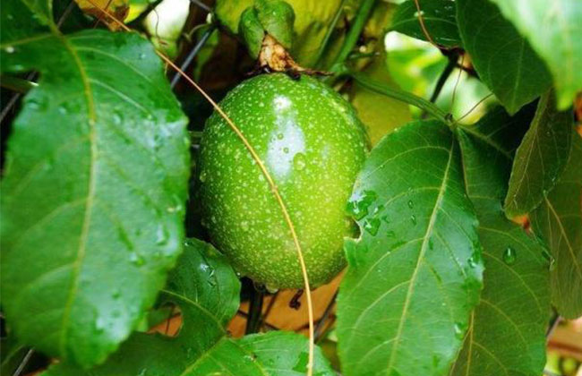 现在农村种植什么不愁销路?农村最有潜力种植项目