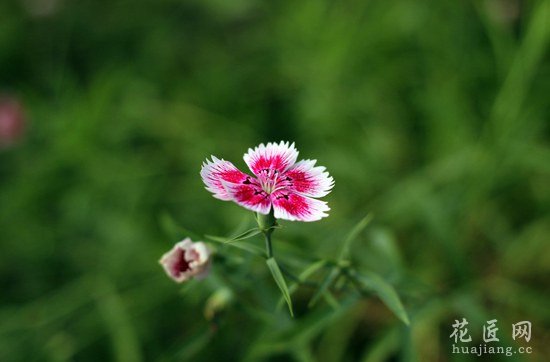 石竹花繁殖方法
