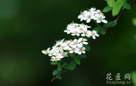 珍珠梅常见病虫害及其防治方法