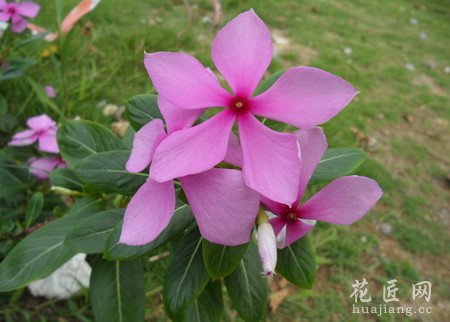 长春花的常见病虫害防治