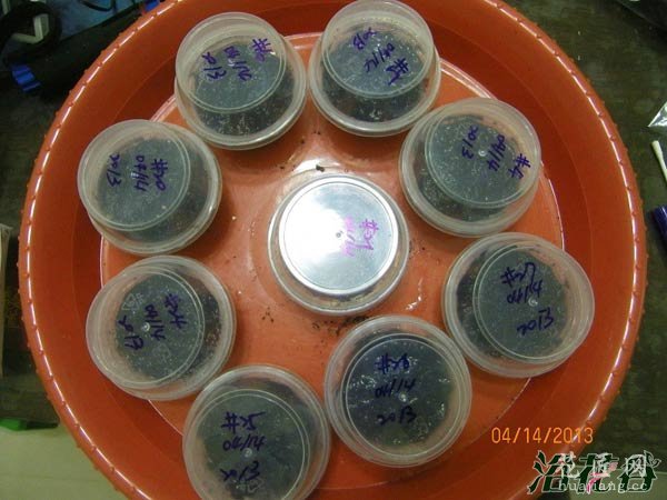 大岩桐种子怎么播种