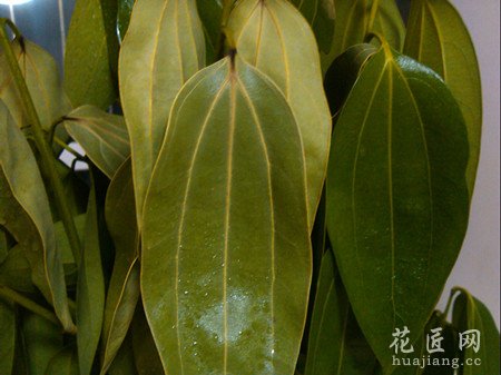 平安树的病虫害防治