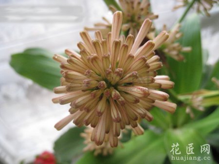 巴西木常见病虫害及其防治方法