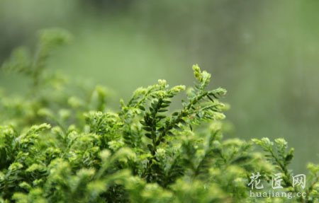 跳舞草药用功效及其作用