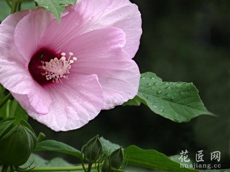 红秋葵的功效与作用以及食用方法
