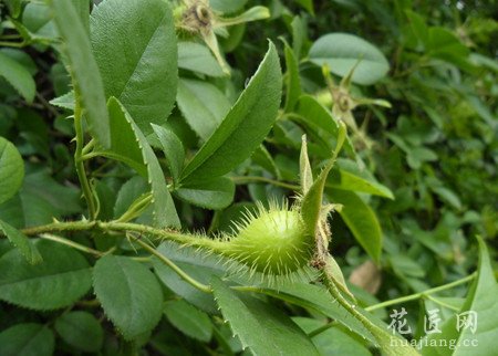金樱子的功效与作用 金樱子的食用价值