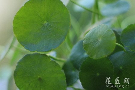 铜钱草的功效与作用有哪些？