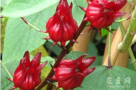 玫瑰茄的功效与作用