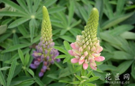 鲁冰花主要用作园林观赏