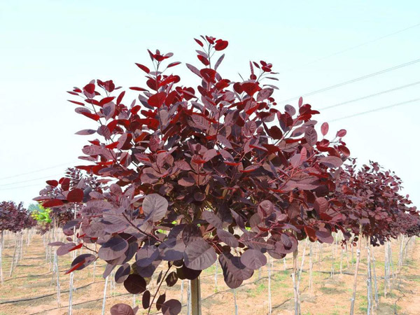 种植紫叶红栌赚钱吗？紫叶红栌前景如何？
