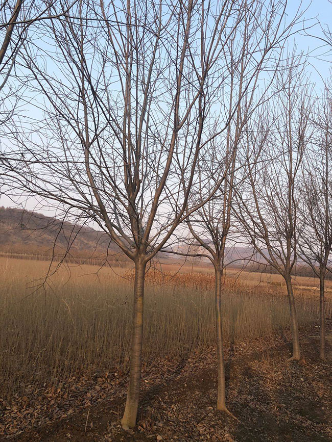 紫叶稠李前景如何?紫叶稠李市场前景分析