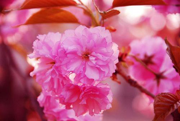 红叶樱花