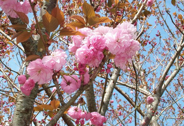 红叶樱花树