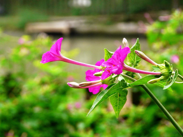 紫茉莉