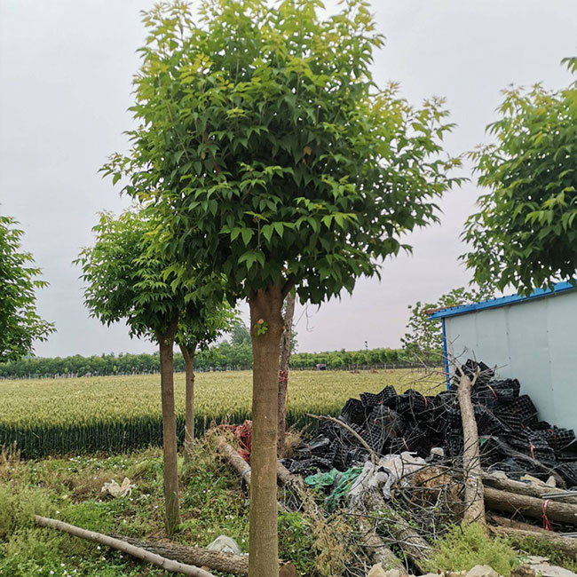 金叶复叶槭前景如何?金叶复叶槭的种植前景
