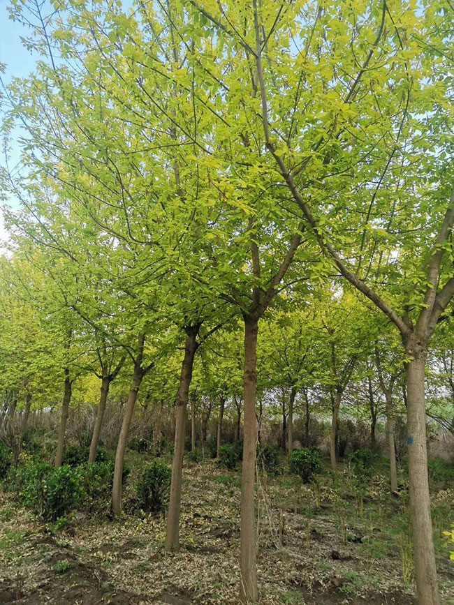 金叶复叶槭前景如何?金叶复叶槭的种植前景