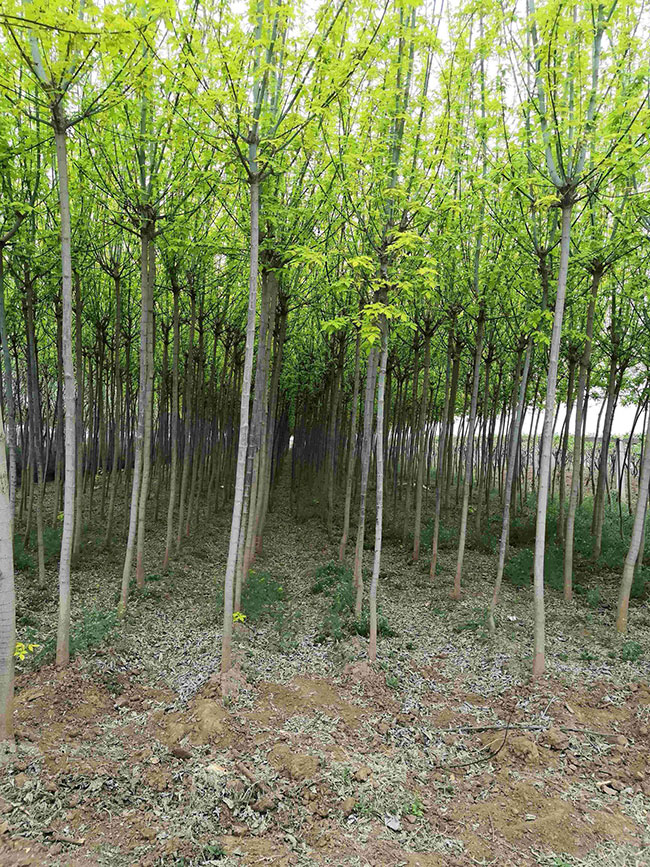 金叶复叶槭前景如何?金叶复叶槭的种植前景