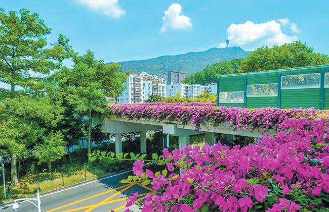 市政园林的时令花卉如何养护?