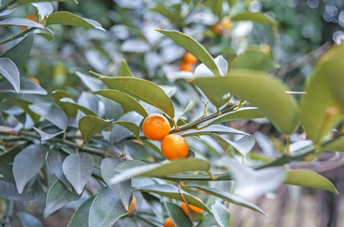 src=http___img2.lrgarden.com_feed_pic_83_24_1000538451_24291_1524883160.jpg&refer=http___img2.lrgarden.webp_副本.jpg