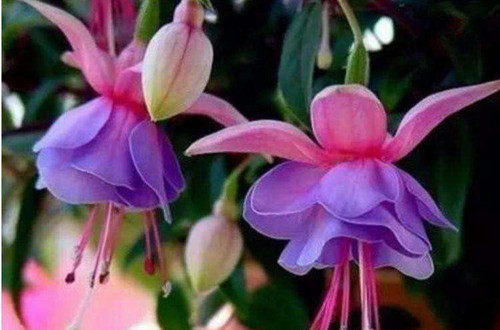 src=http___p4.itc.cn_images01_20210203_ebc8c130aeae42d18061340ff7792208.jpeg&refer=http___p4.itc_副本.jpg