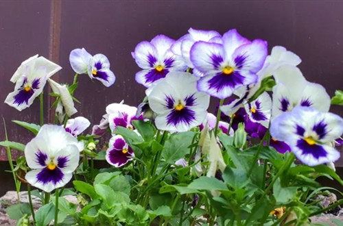 u=77683321,4208153233&fm=253&fmt=auto&app=138&f=JPEG.webp_副本.jpg