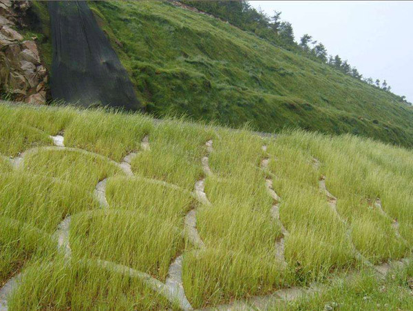护坡草