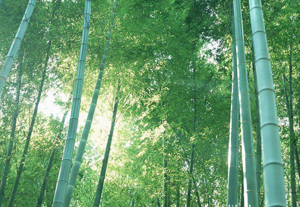 竹子