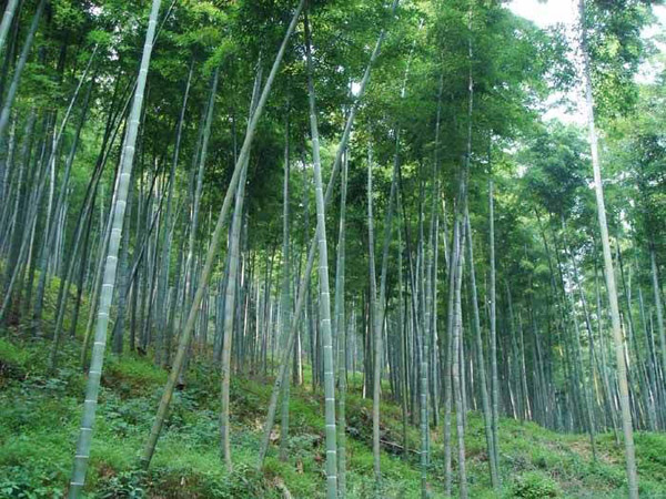 毛竹