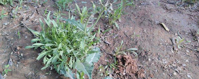 苦荬菜的种植亩产多少斤