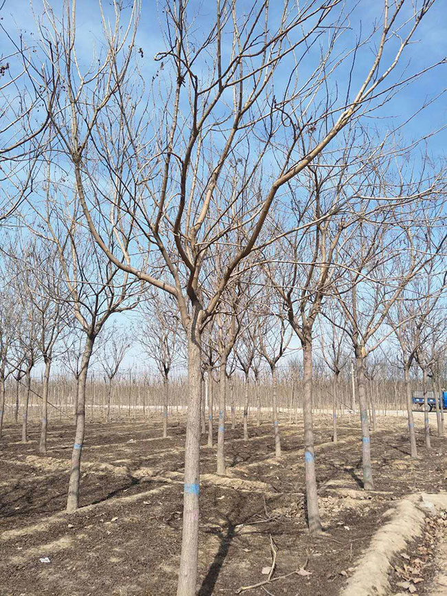种植什么致富?农村种植什么树利润大?