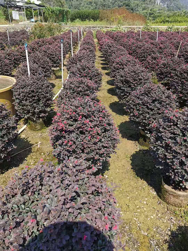 红花继木有毒吗?红花继木的应用价值