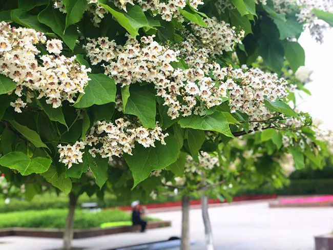 梓树的种植前景